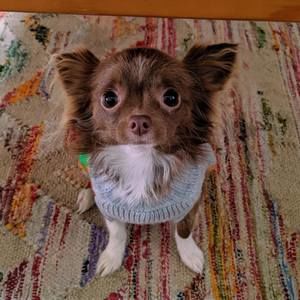 Meet your Posher, Rowena